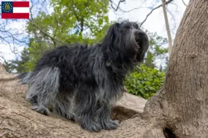 Read more about the article Schapendoes breeders and puppies in Georgia