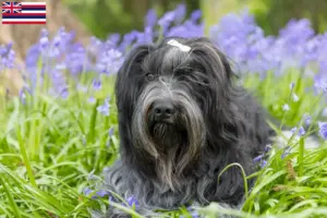 Read more about the article Schapendoes breeders and puppies in Hawaii