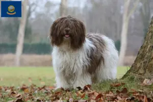 Read more about the article Schapendoes breeders and puppies in Idaho