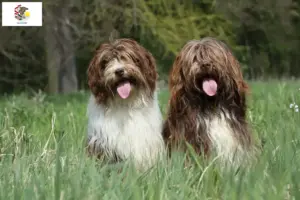 Read more about the article Schapendoes breeders and puppies in Illinois