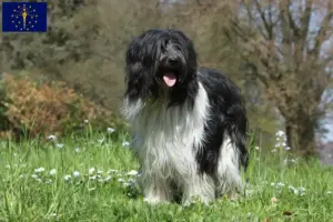 Read more about the article Schapendoes breeders and puppies in Indiana