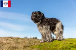 Read more about the article Schapendoes breeders and puppies in Iowa