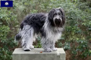 Read more about the article Schapendoes breeders and puppies in Kentucky