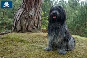 Read more about the article Schapendoes breeders and puppies in Louisiana