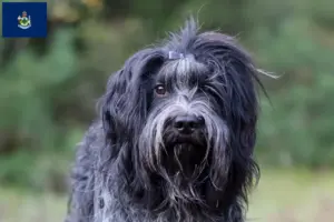 Read more about the article Schapendoes breeders and puppies in Maine