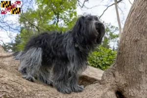Read more about the article Schapendoes breeders and puppies in Maryland