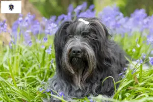 Read more about the article Schapendoes breeders and puppies in Massachusetts