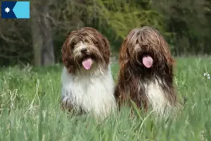 Read more about the article Schapendoes breeders and puppies in Minnesota