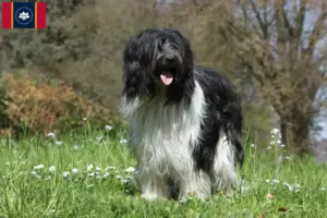 Read more about the article Schapendoes breeders and puppies in Mississippi