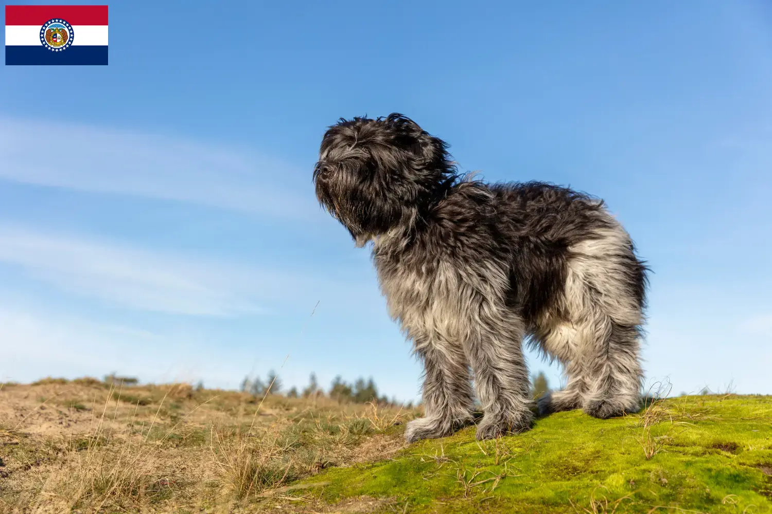 Schapendoes puppies and breeders Missouri Find Schapendoes breeders in Missouri here.