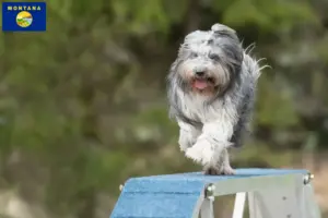 Read more about the article Schapendoes breeders and puppies in Montana