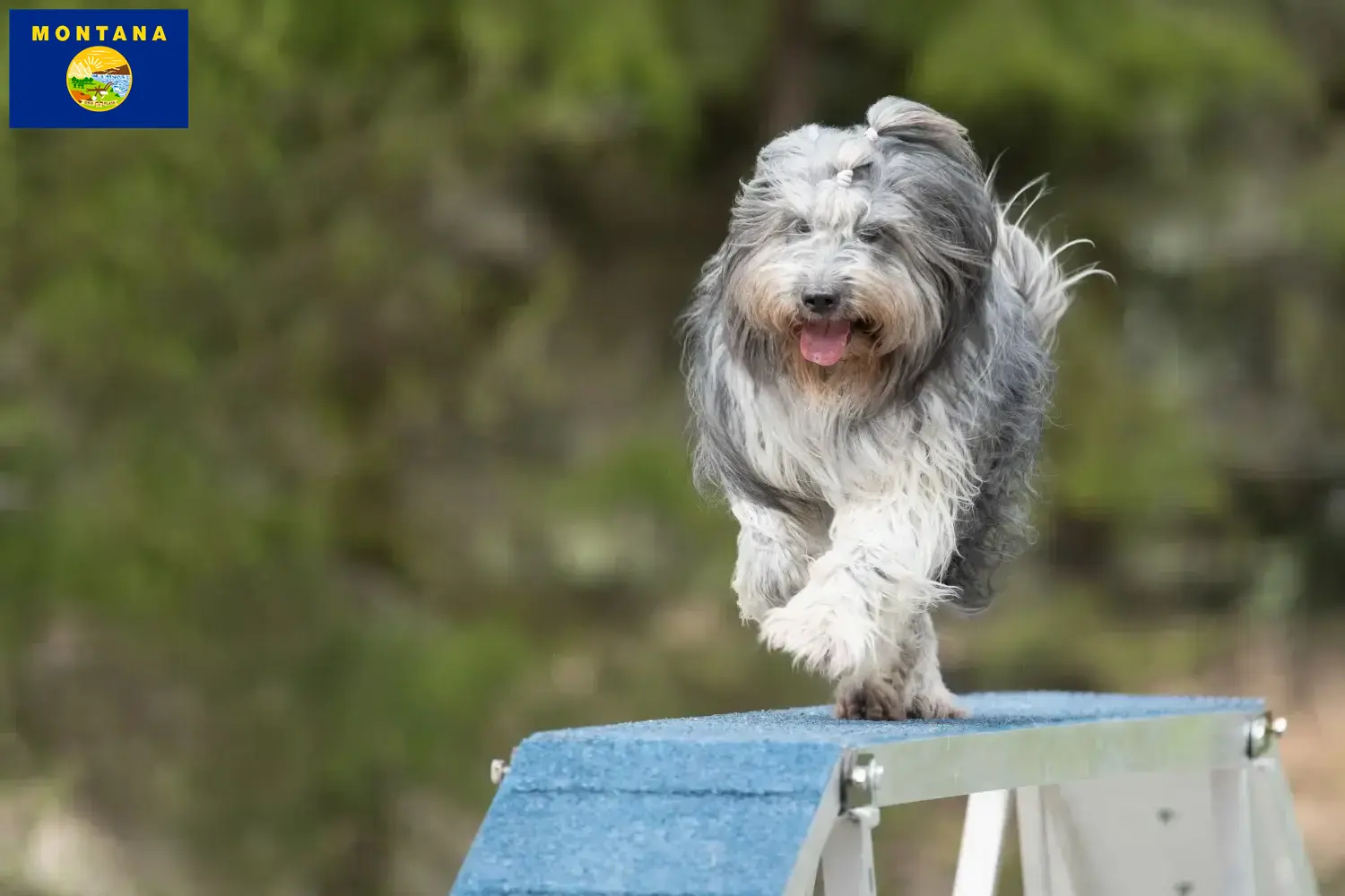 Schapendoes puppies and breeder Montana Find Schapendoes breeders in Montana here.
