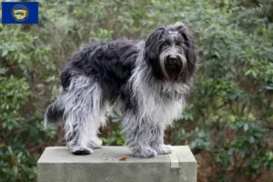 Read more about the article Schapendoes breeders and puppies in Nebraska