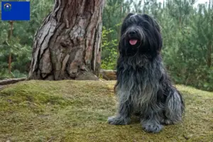 Read more about the article Schapendoes breeders and puppies in Nevada