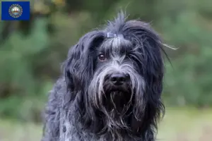 Read more about the article Schapendoes breeders and puppies in New Hampshire