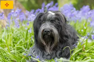 Read more about the article Schapendoes breeders and puppies in New Mexico