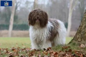 Read more about the article Schapendoes breeders and puppies in New York