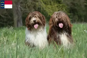 Read more about the article Schapendoes breeders and puppies in North Carolina