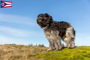 Read more about the article Schapendoes breeders and puppies in Ohio
