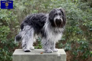 Read more about the article Schapendoes breeders and puppies in Oregon