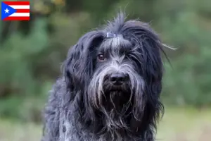 Read more about the article Schapendoes breeders and puppies in Puerto Rico