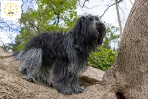 Read more about the article Schapendoes breeders and puppies in Rhode Island