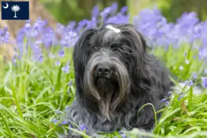 Read more about the article Schapendoes breeders and puppies in South Carolina