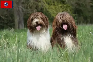 Read more about the article Schapendoes breeders and puppies in Tennessee