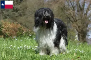 Read more about the article Schapendoes breeders and puppies in Texas
