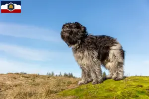 Read more about the article Schapendoes breeders and puppies in Utah