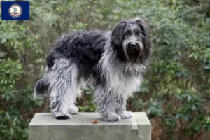 Read more about the article Schapendoes breeders and puppies in Virginia