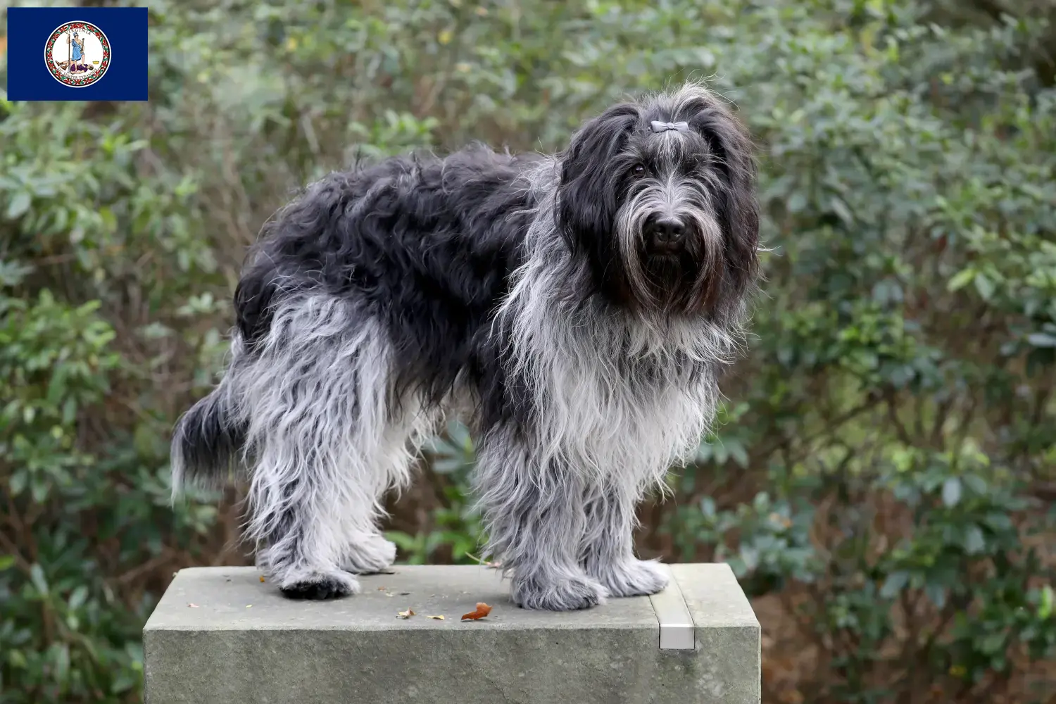 Schapendoes puppies and breeder Virginia Find Schapendoes breeders in Virginia here.