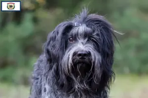 Read more about the article Schapendoes breeders and puppies in West Virginia