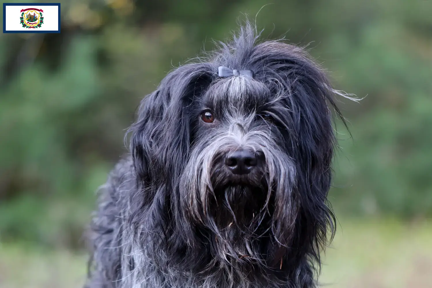 Read more about the article Schapendoes breeders and puppies in West Virginia