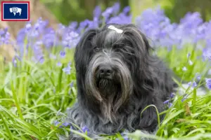 Read more about the article Schapendoes breeders and puppies in Wyoming