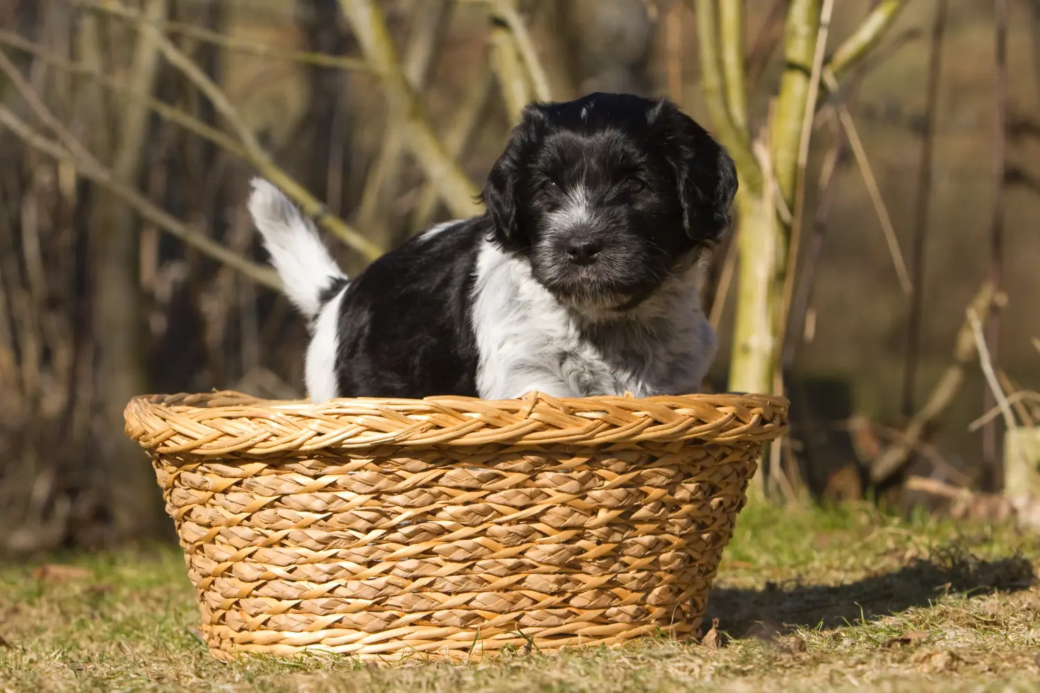 Buying a Schapendoes puppy means taking responsibility! Buy Schapendoes puppies.