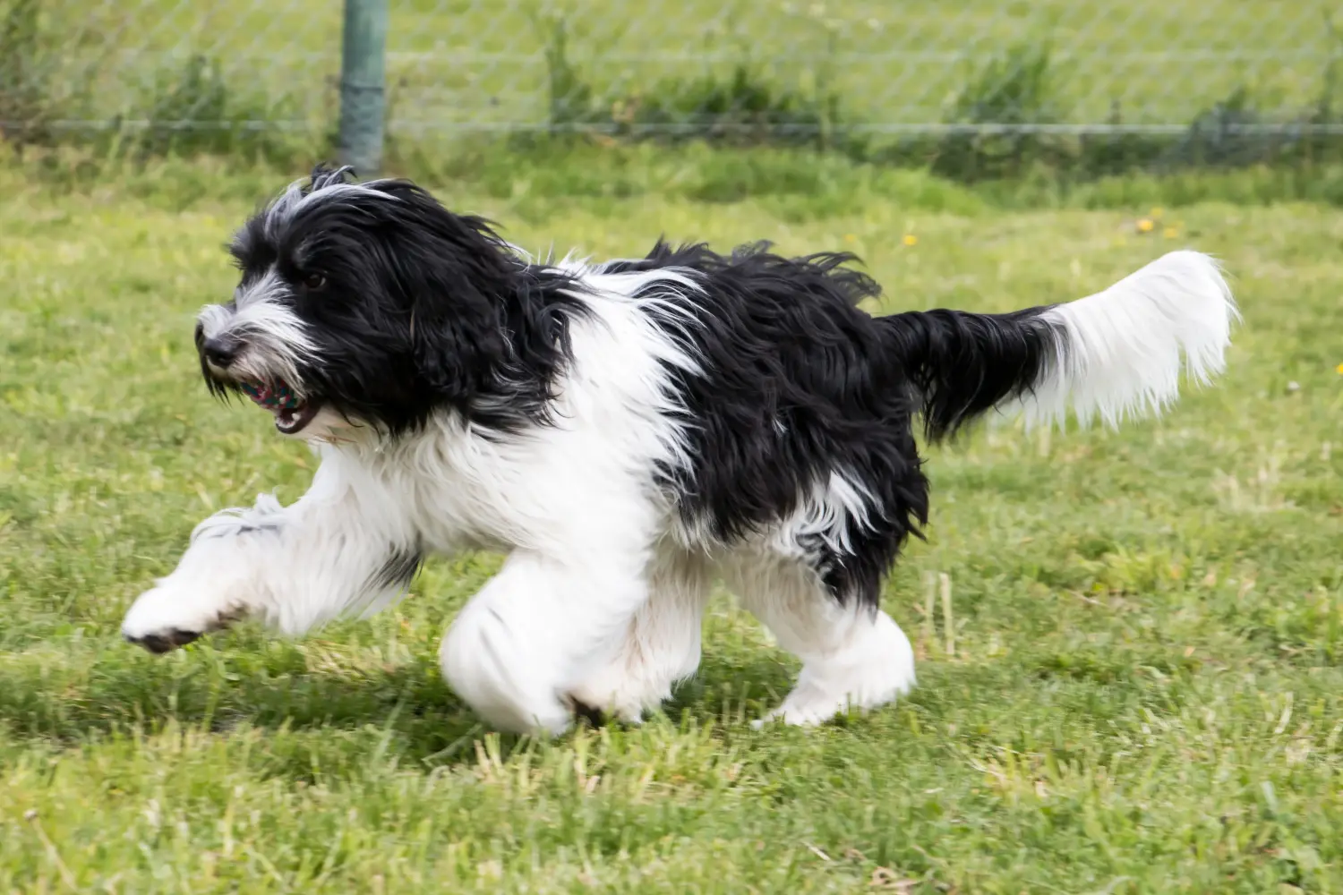 Buying a Schapendoes puppy means taking responsibility! Buy Schapendoes puppies.