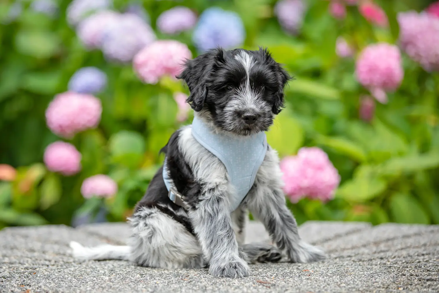 Buying a Schapendoes puppy means taking responsibility! Buy Schapendoes puppies.