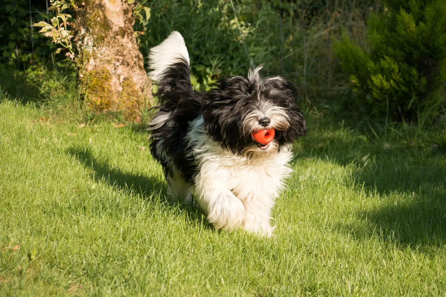 Buying a Schapendoes puppy means taking responsibility! Buy Schapendoes puppies.