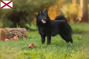 Read more about the article Schipperke breeders and puppies in Alabama