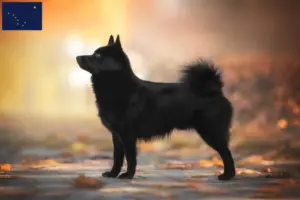 Read more about the article Schipperke breeders and puppies in Alaska