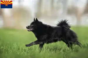 Read more about the article Schipperke breeders and puppies in Arizona