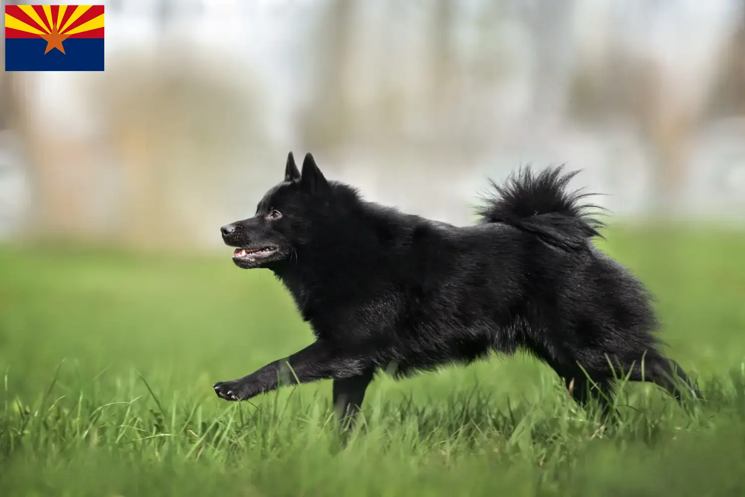 Schipperke puppies and breeder Arizona Here you can find Schipperkes breeders in Arizona.