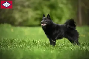 Read more about the article Schipperke breeders and puppies in Arkansas
