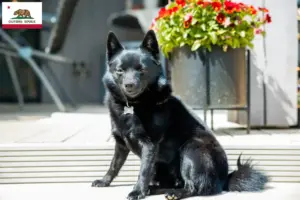 Read more about the article Schipperke breeders and puppies in California