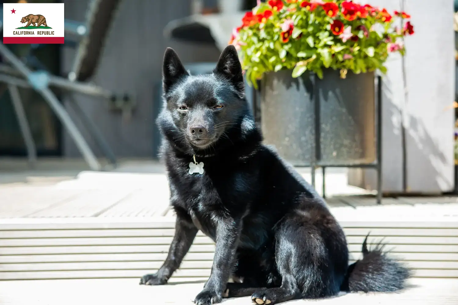 Schipperke puppies and breeder California Here you can find Schipperkes breeders in California.