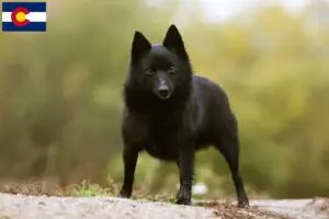 Read more about the article Schipperke breeders and puppies in Colorado