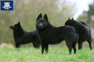 Read more about the article Schipperke breeders and puppies in Connecticut
