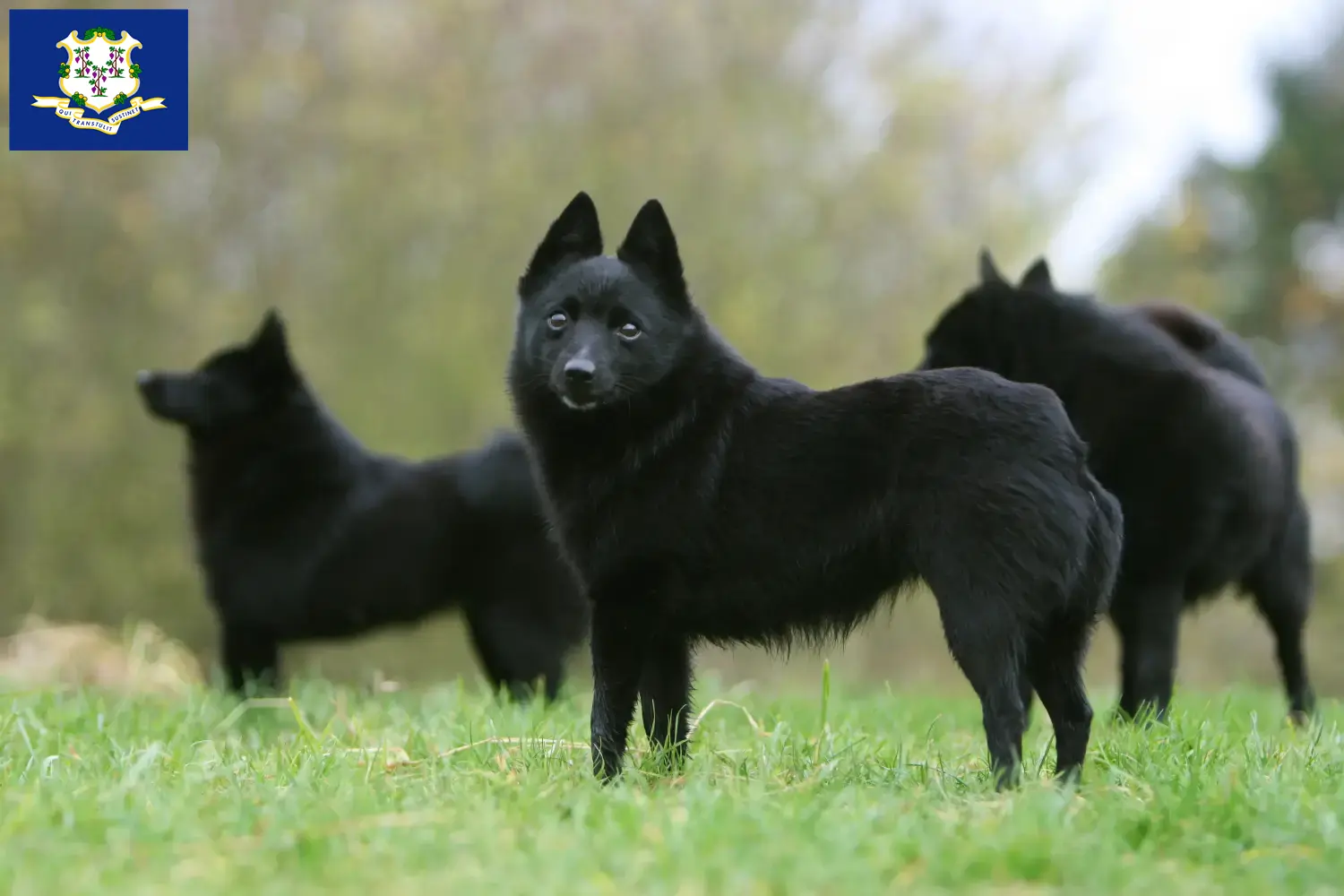 Schipperke puppies and breeders Connecticut Here you can find Schipperkes breeders in Connecticut.