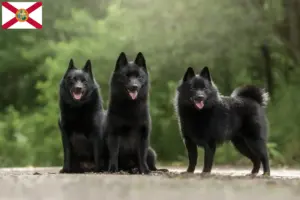 Read more about the article Schipperke breeders and puppies in Florida